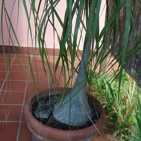 Zeffiro Chia