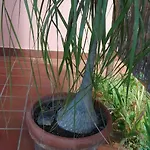 Zeffiro Chia
